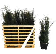 Europäische Eibe im Holzcontainer und im Topf