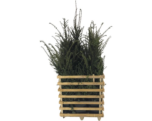 Im Holzkübel bepflanzte Eibe