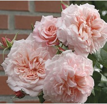 Nahaufnahme einer blassrosa Rose vor einem Backsteinhintergrund.