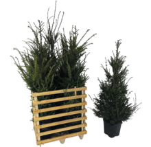 Zwei Taxus Pflanzen in einem Holzcontainer und eine einzelne Taxus Pflanze im Topf.