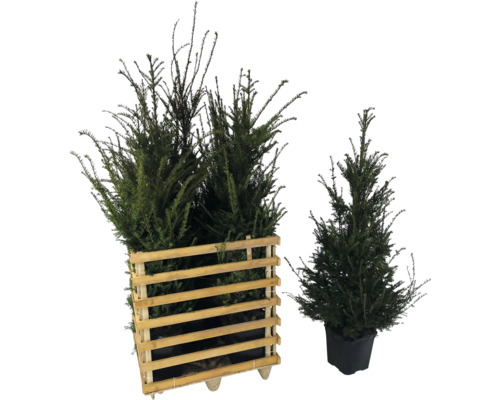 Zwei Taxus Pflanzen in einem Holzcontainer und eine einzelne Taxus Pflanze im Topf.