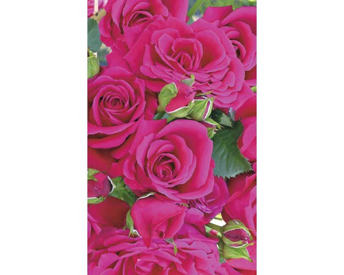 Nahaufnahme von Rosenblüten