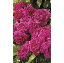 Nahaufnahme einer Gruppe rosafarbener Rosenblüten
