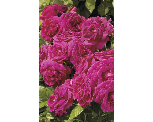 Nahaufnahme einer Gruppe rosafarbener Rosenblüten