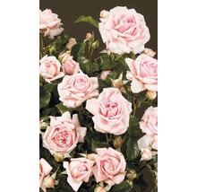 Strauchrose mit zahlreichen Blüten