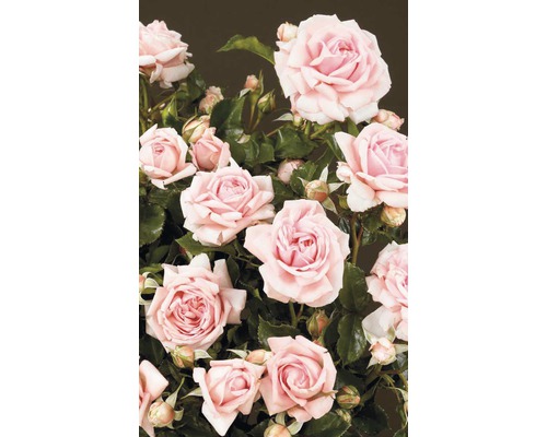 Strauchrose mit zahlreichen Blüten