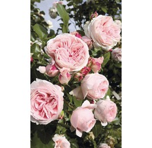 Nahaufnahme einer Kletterrose mit rosa Blüten