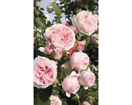 Nahaufnahme einer Kletterrose mit rosa Blüten