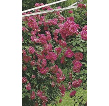 Üppige Kletterrose mit vielen Blüten