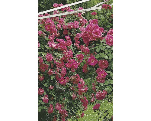 Üppige Kletterrose mit vielen Blüten