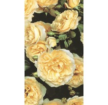 Kletterrose in Sorten H 60-80 cm Co 5 L gelb