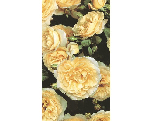 Nahaufnahme von gelben Rosenblüten