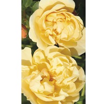Kletterrose in Sorten H 60-80 cm Co 5 L gelb