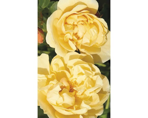 Nahaufnahme von zwei gelben Rosenblüten