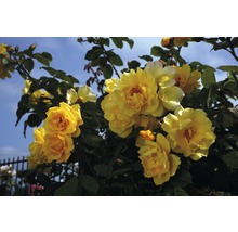 Kletterrose in Sorten H 60-80 cm Co 5 L gelb