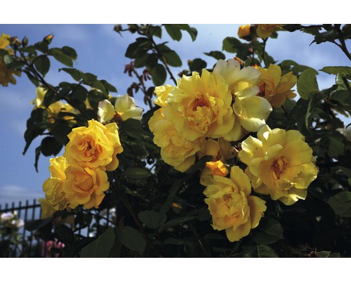 Gelbe Rosenblüten an einem Rosenstrauch