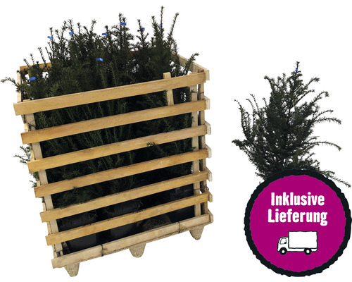 12 x Eibe FloraSelf Taxus baccata H 60-80 cm im ClickCo für ca. 4 m Hecke