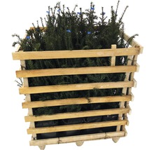 Eibe im Holzverschlag zur Gartengestaltung