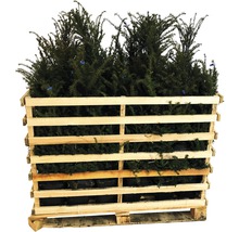 Palette mit Eiben Pflanzen für den Garten