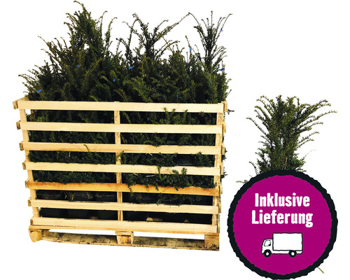 35 x Eibe FloraSelf Taxus baccata H 60-80 cm ClickCo für ca. 12 m Hecke