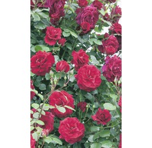 Kletterrose in Sorten H 60-80 cm Co 5 L rot, dunkelrot