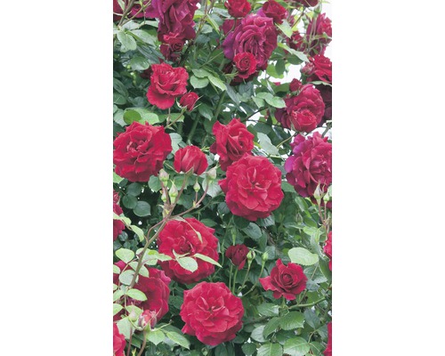 Kletterrose mit roten Blüten und grünen Blättern.