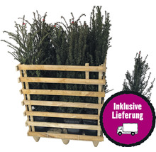12 x Eibe FloraSelf Taxus baccata H 80-100 cm im ClickCo für ca. 4 m Hecke