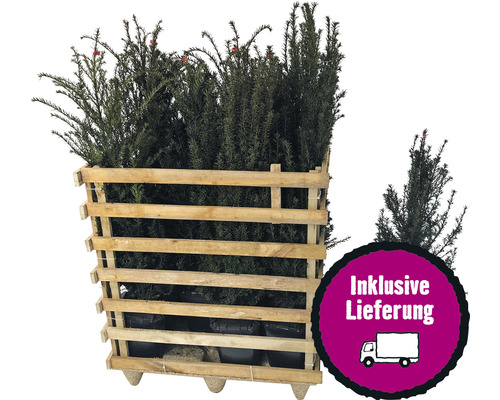 8 x Eibe FloraSelf Taxus baccata H 80-100 cm im Co 10 L für ca. 2,5 m Hecke