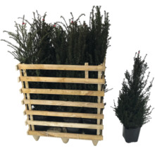 Eibe Pflanzen im Holzkasten und einzelne Eibe im Topf