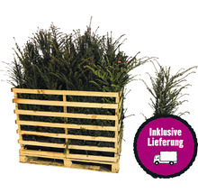 Eibe im Holzverschlag inklusive Lieferung