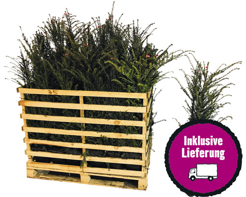 35 x Eibe FloraSelf Taxus baccata H 80-100 cm ClickCo für ca. 12 m Hecke