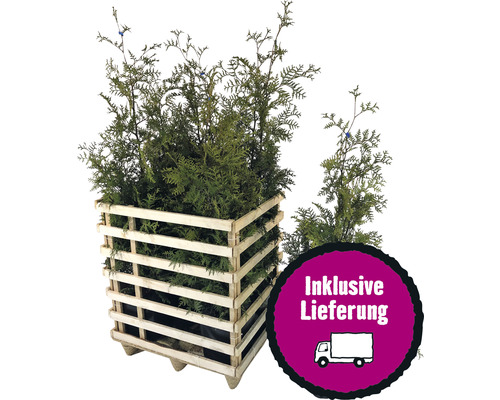 6 x Lebensbaum FloraSelf Thuja occidentalis 'Brabant' H 125-150 cm ClickCo für ca. 3 m Hecke