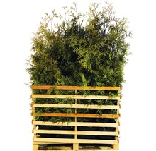 15 x Lebensbaum FloraSelf Thuja occidentalis 'Brabant' H 125-150 cm ClickCo für ca. 7,5 m Hecke