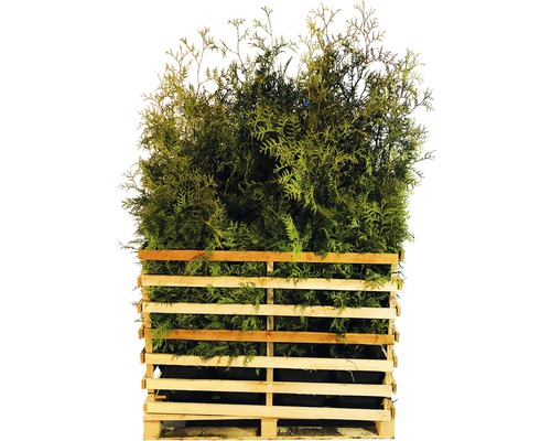 Lebensbaum im Holzverschlag