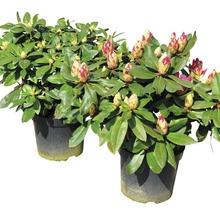 Zwei Rhododendronpflanzen im Topf mit Blütenknospen.