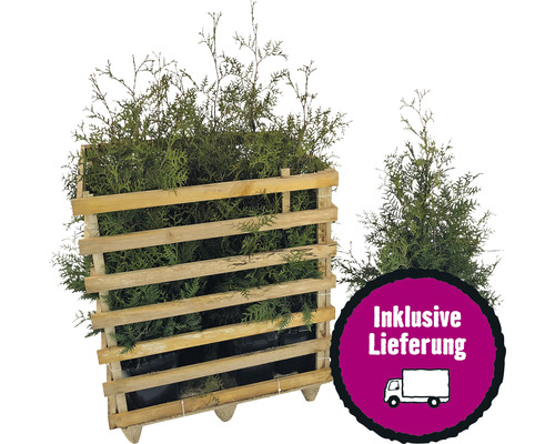 6 x Lebensbaum FloraSelf Thuja occidentalis 'Brabant' H 100-125 cm Co 12 L für ca. 2,5 m Hecke