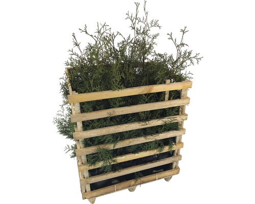 Lebensbaumhecke im Holzkasten