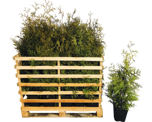 Lebensbäume in einer Holzkiste und einem Topf