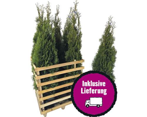 6 x Lebensbaum FloraSelf Thuja occidentalis 'Smaragd' H 125-150 cm ClickCo für ca. 3 m Hecke