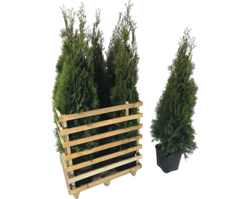 Lebensbäume im Holzkasten und Topf