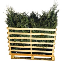 Palette mit Thuja-Heckenpflanzen