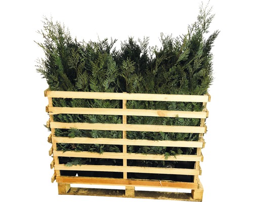 Palette mit Thuja-Heckenpflanzen
