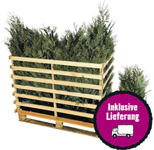 Lebensbäume in Holzkiste mit dem Siegel Inklusive Lieferung