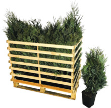 Holzkiste gefüllt mit Thuja Pflanzen und eine einzelne Thuja Pflanze im Topf