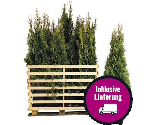 15 x Lebensbaum FloraSelf Thuja occidentalis 'Smaragd' H 125-150 cm ClickCo für ca. 7,5 m Hecke