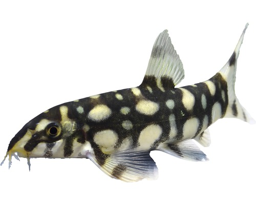 Fisch Sternchenschmerle - Botia kubotai