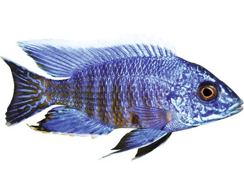 Fisch Aulonocara chilumba lg - Aulonocara stuartgranti WFNZ