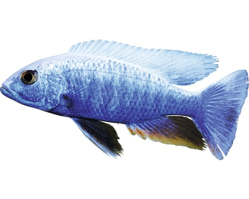 Fisch Eisberg lg - Sciaenochromis fryeri (ahli)