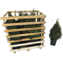 Lebensbaumheckenpflanzen in Holzkiste und Topfpflanze