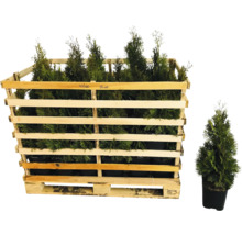 Lebensbäume in einer Holzkiste und ein Lebensbaum in einem Topf.